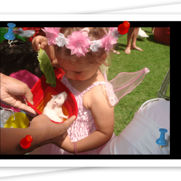 Pet Zoo Events Emirates